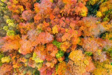 Renkli ağaçlar ile sonbahar orman ve drone uçuş sırasında arka plan ve şablon alınan hava görünümünde yukarıdan yapraklar