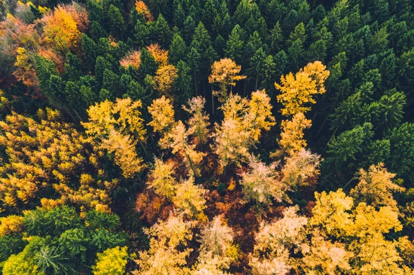 Herbstwald Mit Bunten Bäumen Und Blättern Von Oben Der Luftaufnahme — Stockfoto