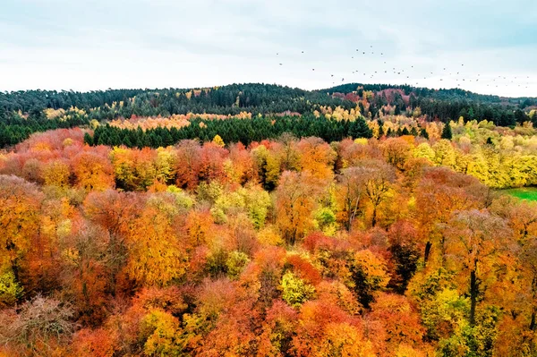 Autumn Forest Colorful Trees Leafs Aerial View Taken Drone Flight — Stock Photo, Image