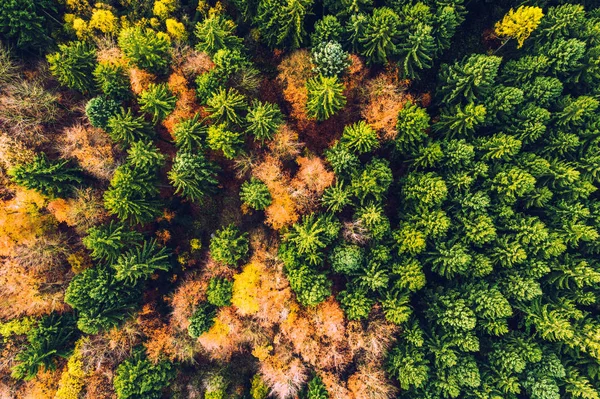 Herbstwald Mit Bunten Bäumen Und Blättern Von Oben Der Luftaufnahme — Stockfoto