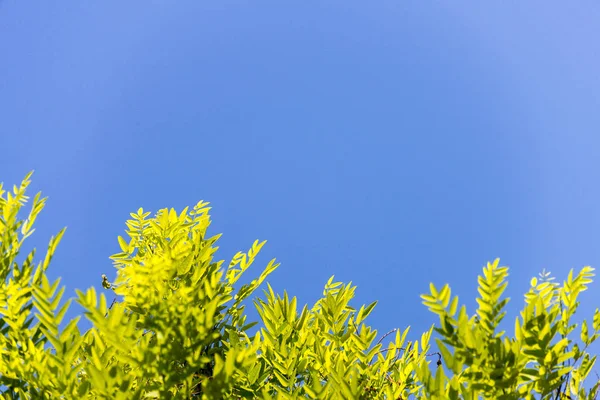 Grüne Baumblätter Gegen Blauen Sonnigen Himmel Von Unten Als Vorlage — Stockfoto
