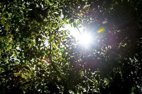 Green Tree Leafs Sunny Sky Template Free Copy Space — Stock Photo, Image