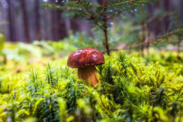 モスや雨の中に秋の木々 に囲まれた草の湿式単一褐色森林湾 Bolete キノコ — ストック写真