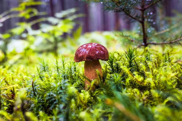 モスや雨の中に秋の木々 に囲まれた草の湿式単一褐色森林湾 Bolete キノコ — ストック写真