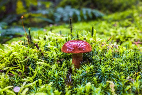 Cogumelo Bolete Baía Floresta Marrom Único Molhado Musgo Grama Cercada — Fotografia de Stock