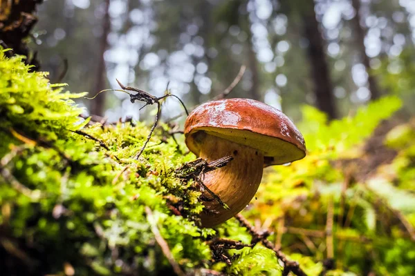 モスや雨の中に秋の木々 に囲まれた草の湿式単一褐色森林湾 Bolete キノコ — ストック写真