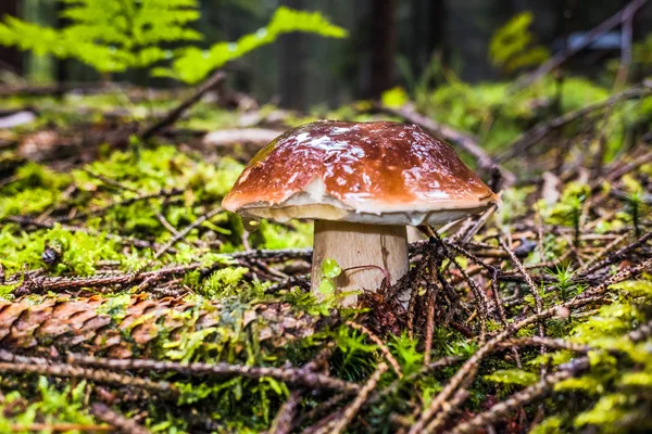 モスや雨の中に秋の木々 に囲まれた草の湿式単一褐色森林湾 Bolete キノコ — ストック写真