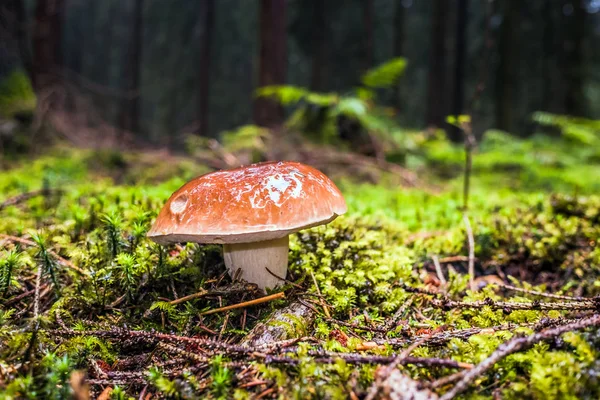 モスや雨の中に秋の木々 に囲まれた草の湿式単一褐色森林湾 Bolete キノコ — ストック写真