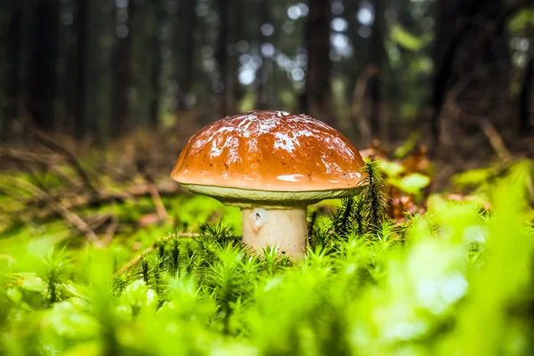 モスや雨の中に秋の木々 に囲まれた草の湿式単一褐色森林湾 Bolete キノコ — ストック写真