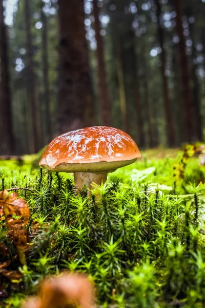 モスや雨の中に秋の木々 に囲まれた草の湿式単一褐色森林湾 Bolete キノコ — ストック写真