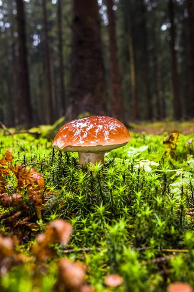 モスや雨の中に秋の木々 に囲まれた草の湿式単一褐色森林湾 Bolete キノコ — ストック写真