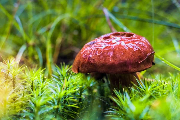 モスや雨の中に秋の木々 に囲まれた草の湿式単一褐色森林湾 Bolete キノコ — ストック写真
