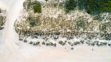 Dunes yukarıdan bir dron ile çekilen Kuzey denizde Hollanda Plajı'nda yeşil çim ile