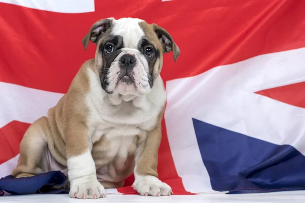 Inglés Bulldog Cachorro Sentado Delante Bandera Británica —  Fotos de Stock