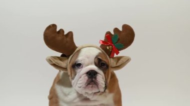 Beyaz arka plan üzerinde ren geyiği boynuzları giyiyor İngilizce bulldog köpek yavrusu