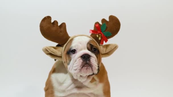 Inglês Bulldog Cachorro Vestindo Chifres Rena Fundo Branco — Vídeo de Stock