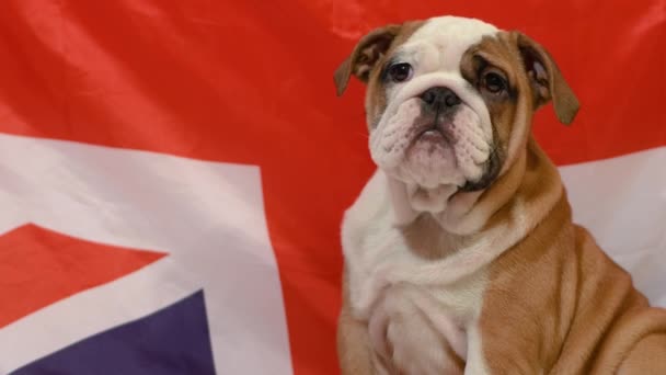 Englischer Bulldoggen Welpe Vor Britischer Flagge — Stockvideo