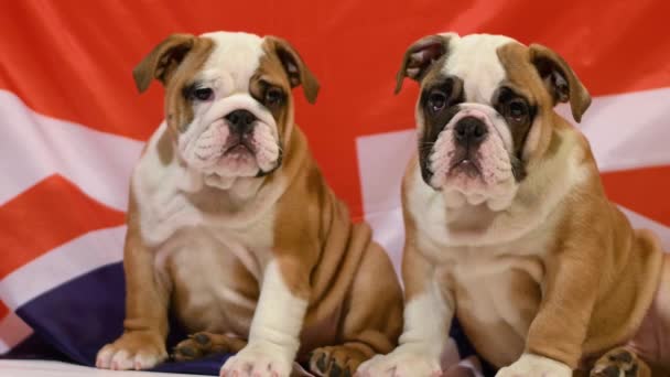 Dois Cachorros Bulldog Ingleses Sentados Frente Bandeira Britânica — Vídeo de Stock