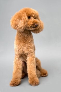 Stüdyoda gri arka planda kayısı standart kaniş