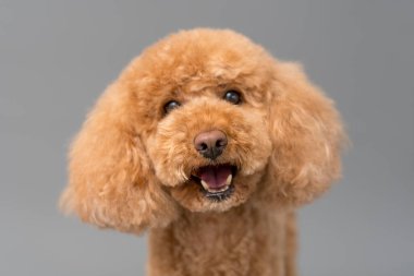 Stüdyoda gri arka planda kayısı standart kaniş