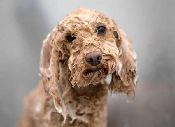 Caniche Estándar Albaricoque Baño Bañarse Saludable —  Fotos de Stock