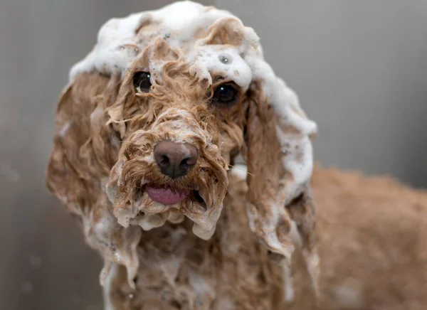 Caniche Estándar Albaricoque Baño Bañarse Saludable —  Fotos de Stock