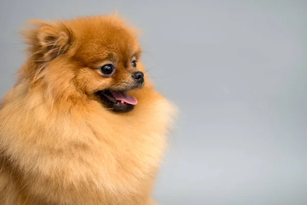 Pomeranian Spitz Retrato Estúdio Fundo Cinzento Espaço Para Texto — Fotografia de Stock