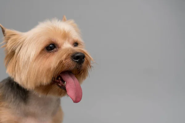 Young Yorkshire Terrier Retrato Plano Estudio Sobre Fondo Gris Espacio —  Fotos de Stock