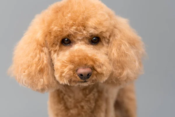 Toy Poodle Puppy Stares Innocently Camera — Stock Photo, Image