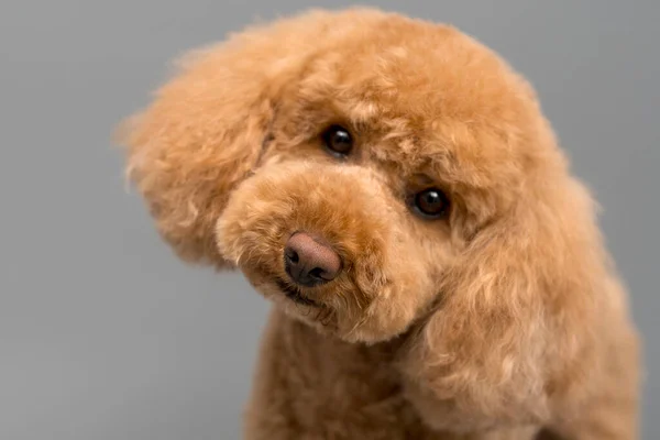 Cachorro Poodle Brinquedo Olha Inocentemente Para Câmera — Fotografia de Stock