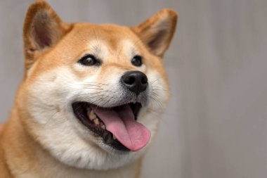 Gri arka planda sevimli pofuduk bir Shiba inu köpeği. Portre. Ön görünüm