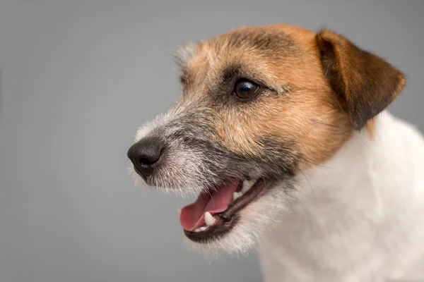Собака Розводить Сірому Тлі Портретного Собаку Джека Рассела Терр — стокове фото