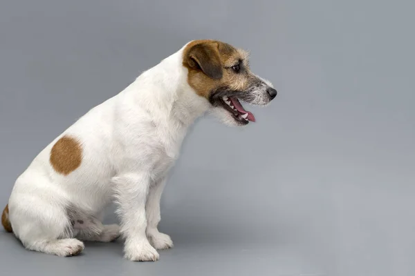 Собака Розмножує Собаку Рассела Сірому Фоні — стокове фото