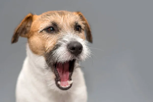 Jack Russell Hundeporträt Gähnend Grauer Hintergrund — Stockfoto