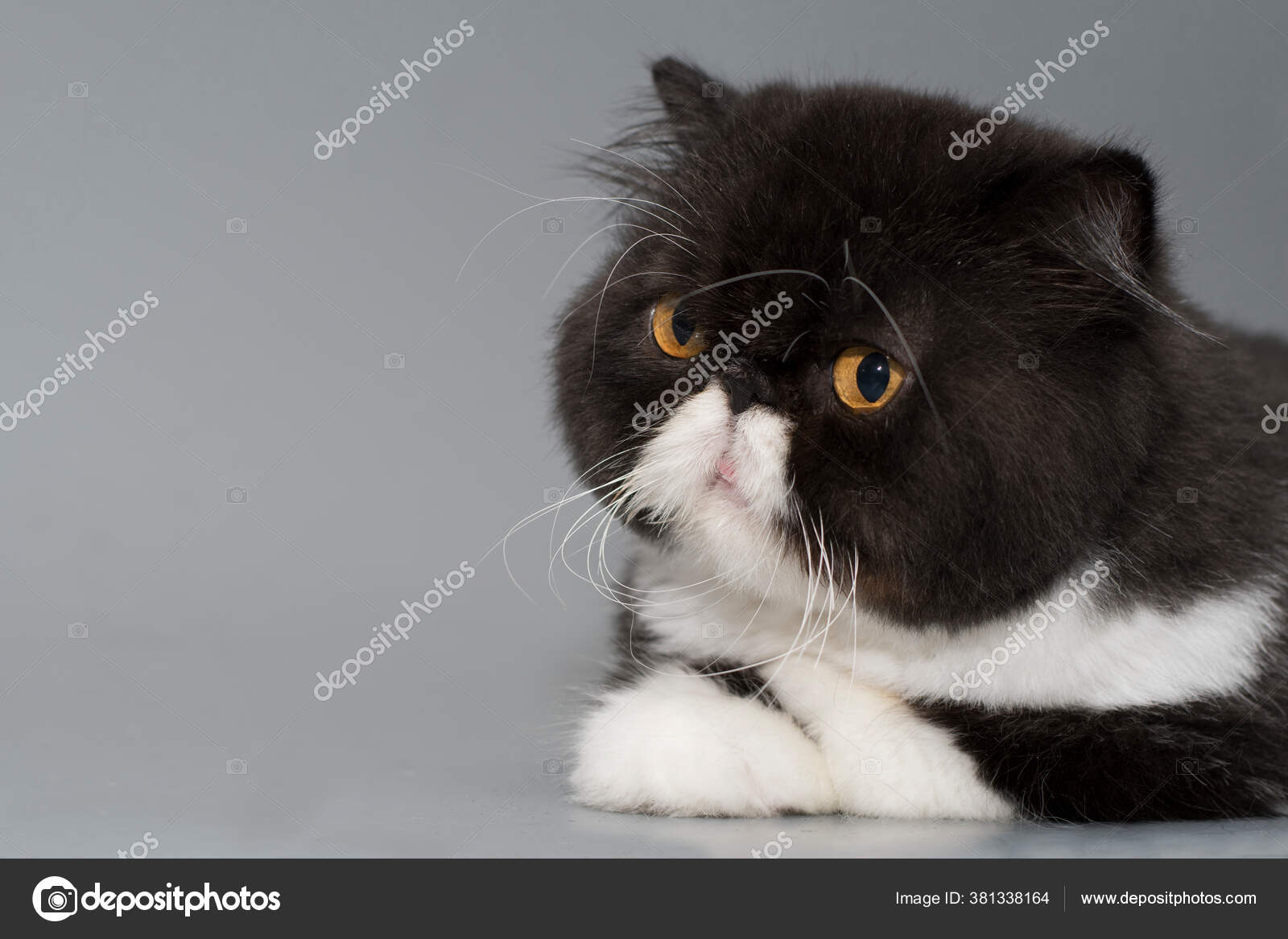 Portrait Chat Persan Bicolore Noir Blanc Aux Magnifiques Yeux Oranges Image Libre De Droit Par Enduro C Portrait Chat Persan Bicolore Noir Blanc Aux Magnifiques Yeux Oranges Image Libre De Droit Par Enduro C