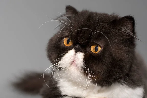 オレンジ色の目をした黒と白のペルシャ猫の肖像 テキストのためのスペース — ストック写真