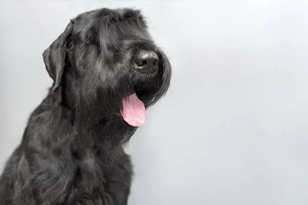 Portrait Black Giant Schnauzer Dog Gray Background Space Text — Stock Photo, Image