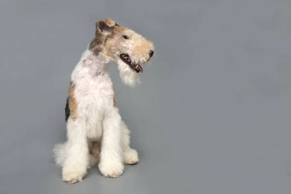 Studio Fox Terrier Portret Szarym Tle Przestrzeń Tekst — Zdjęcie stockowe