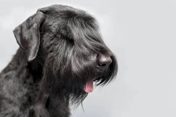 Portrét Psa Black Giant Schnauzer Šedém Pozadí Prostor Pro Text — Stock fotografie