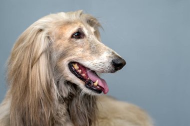 Grinin önündeki Afgan tazısı, arka plan. Mesajın için alanı kopyala