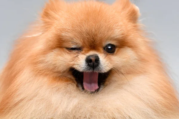 Pomeranian Spitz Grijze Achtergrond Sluit Het Portret Knipootjes Het Oog — Stockfoto