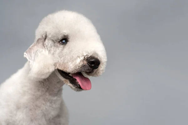 灰色背景上一只可爱的贝丁顿畸形狗的肖像 抄写你的文字 — 图库照片