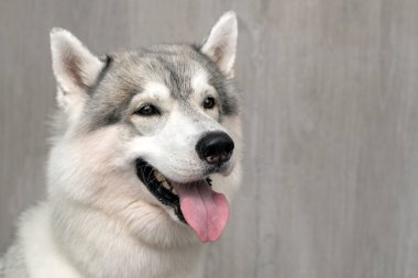Gri arka plan önünde Sibirya Husky 'si. Mesaj için yer var..