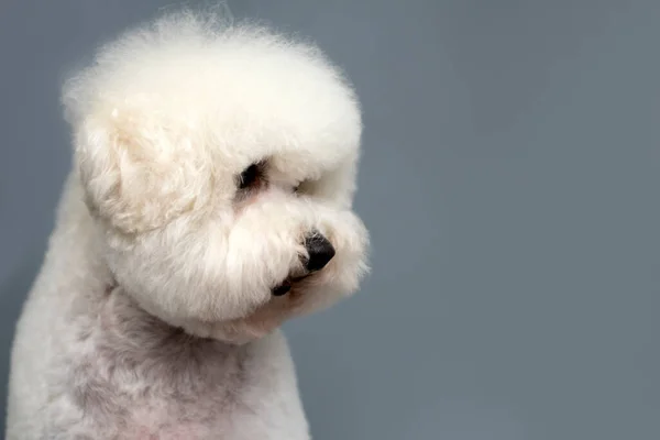 Beyaz Bishon Frise Köpeğinin Gri Arkaplandaki Portresi Mesaj Için Boşluk — Stok fotoğraf