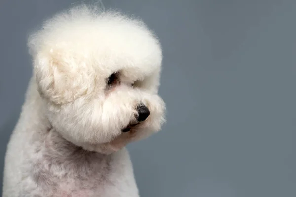 Retrato Perro Bishon Frise Blanco Sobre Fondo Gris Espacio Para —  Fotos de Stock