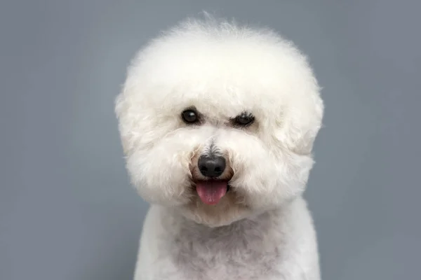 Portret Van Witte Bishon Frise Hond Een Grijze Achtergrond — Stockfoto