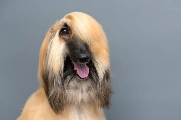 Portret Rough Collie Przed Szarym Tłem Przestrzeń Tekst — Zdjęcie stockowe