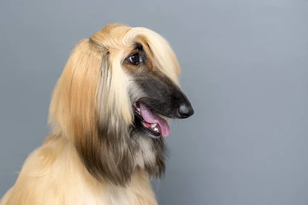 Portret Rough Collie Przed Szarym Tłem Przestrzeń Tekst — Zdjęcie stockowe