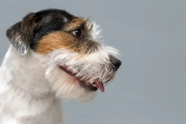 Hunderasse Jack Russell Terrier Portraithund Auf Grauem Hintergrund Raum Für — Stockfoto