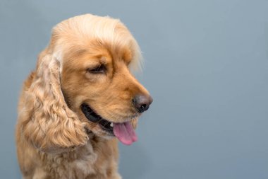 Basit bir arkaplanda Cocker spaniel köpek portresi. Mesaj için alan.